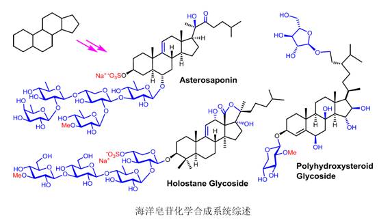 海洋皂苷化学合成.png