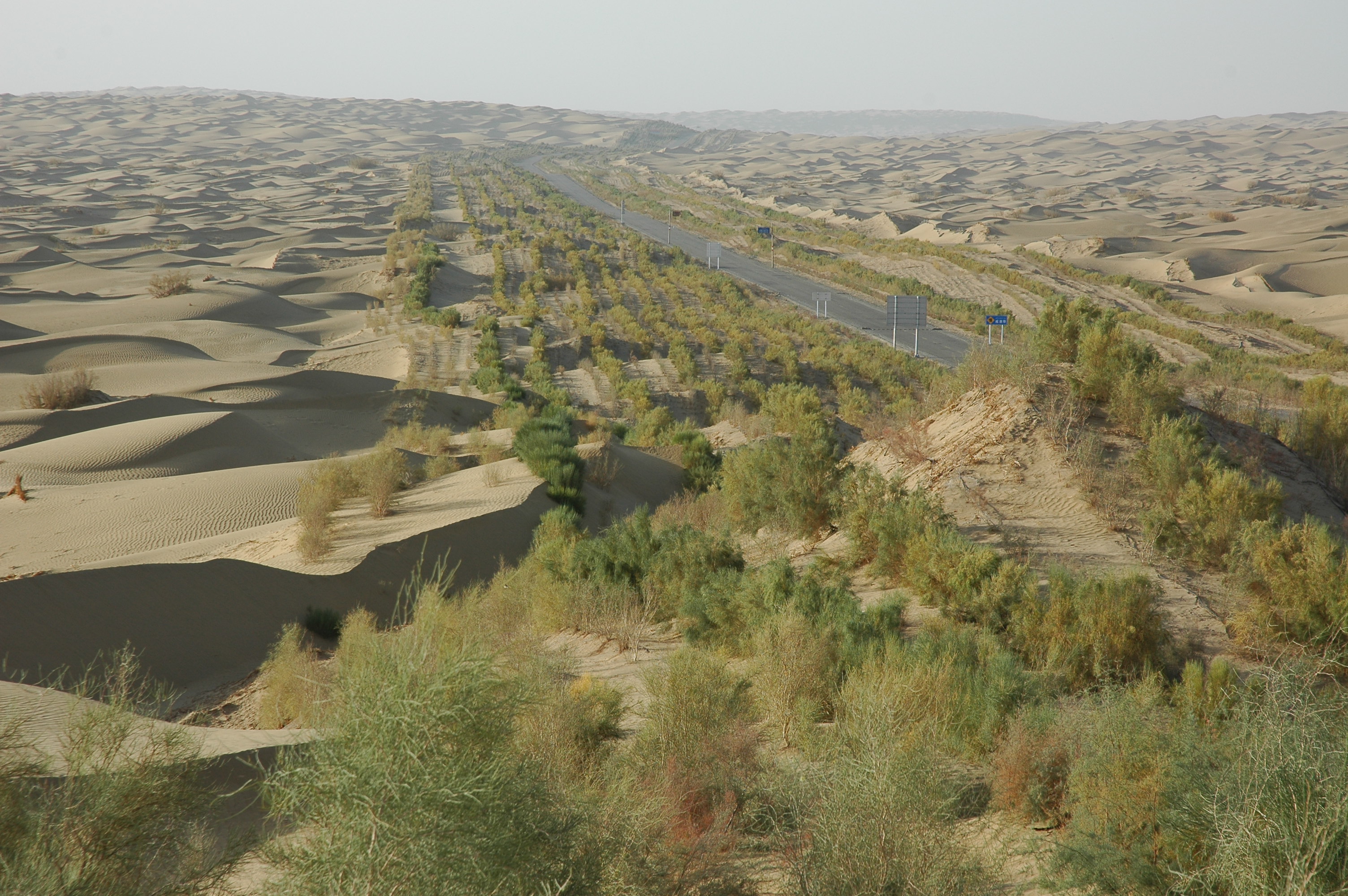 DesertPlanting3_Xinjiang_JX.JPG