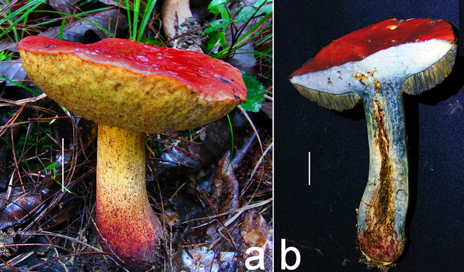 Rubroboletus latisporus.jpg