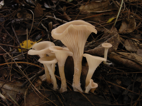 Singerocybe umbilicata Qin636 (1)-2.jpg