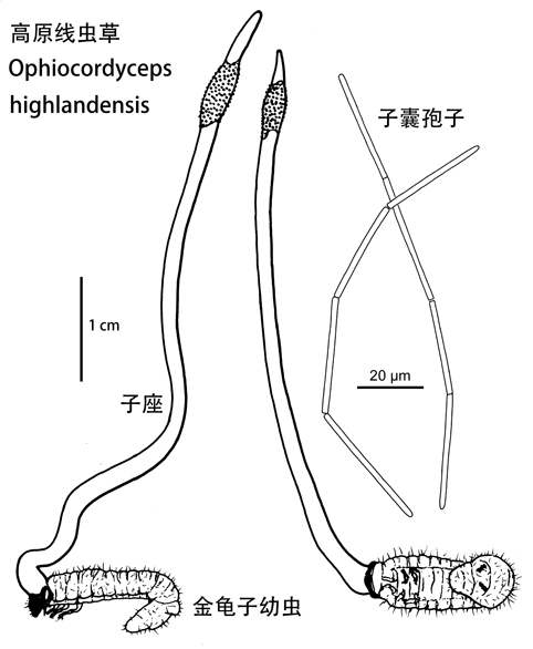 Ophiocordyceps highlandensis2.jpg